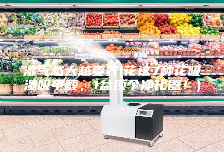 濕氣越大越要養(yǎng)(花這7種花吸濕吸甲醛，1盆頂個(gè)凈化器！)